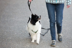 MIRAmigo Hundeakademie Einzelcoaching für Lieblingshunde