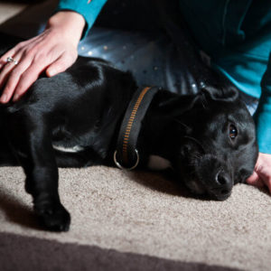 Stressreduktion im Alltag: Mischlingshündin liegt entspannt auf der Seite und döst - erfolgreiches Hundetraining
