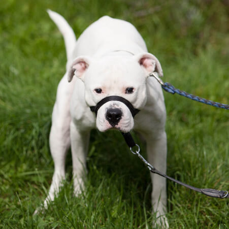 Boxermischling kotet auf einer Wiese. Im Hundetraining als Einzelcoaching hat er gelernt sein Geschäft nicht im Haus zu verrichten.