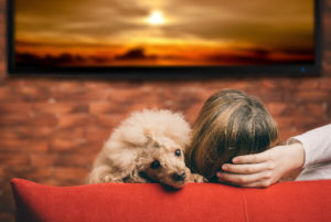 Signalhund wird ausgebildet, um zu Hause Geräusche anzuzeigen, die sein Besitzer nicht hören kann.