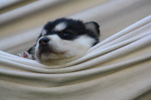 Ein Huskywelpe liegt entspannt in einer Hängematte und fühlt sich wohl.