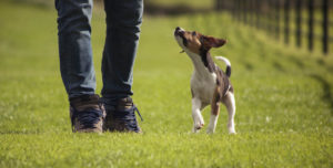 Hundeschule für Junghunde auch das bei Fuß laufen ohne Leine. Der junge Beagle läuft ohne Leine aufmerksam neben seinem Besitzer und hält Blickkontakt.