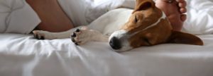 ein_mann_liegt_mit_seinem_hund_träumend_im_bett